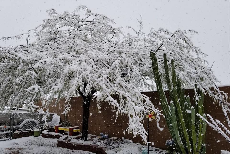 Snow in Tucson